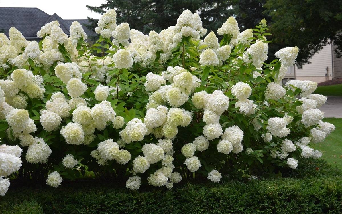 Какие цветы можно сажать весной?