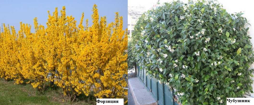 Из каких растений можно сделать живую изгородь?